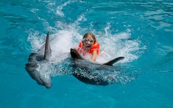 Experience the Magic: Dolphin Swimming in Punta Cana