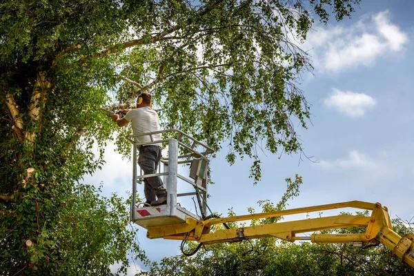 24/7 Emergency Tree Cutting Service for Fallen Trees