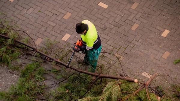 Complete Tree Removal Rockford: From Cutting to Cleanup