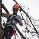 Keep Your Trees Strong with Expert Tree Care