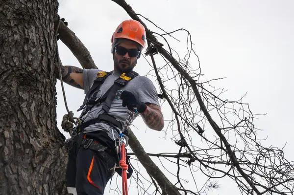 Keep Your Trees Strong with Expert Tree Care